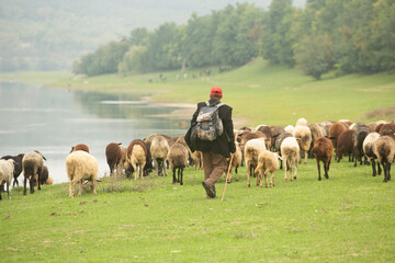 Fototapeta premium Beautiful rural landscape with green meadows and domestic animals in the Republic of Moldova. Country life with summer nature.