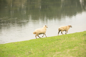 Beautiful rural landscape with green meadows and domestic animals in the Republic of Moldova. Country life with summer nature.