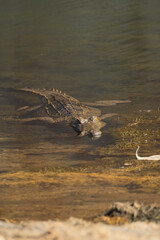 Freshwater crocodile at Windjana Gorge Crocodylus johnstoni