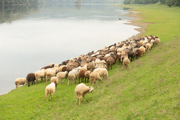 Beautiful rural landscape with green meadows and domestic animals in the Republic of Moldova....