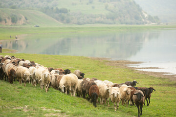 Beautiful rural landscape with green meadows and domestic animals in the Republic of Moldova. Country life with summer nature.