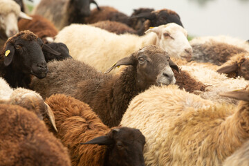Beautiful rural landscape with green meadows and domestic animals in the Republic of Moldova. Country life with summer nature.