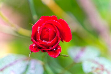 Close-up of blossom of red rose with rain drops at garden of Swiss City of Zürich on a rainy autumn day. Photo taken September 28th, 2024, Zurich, Switzerland.