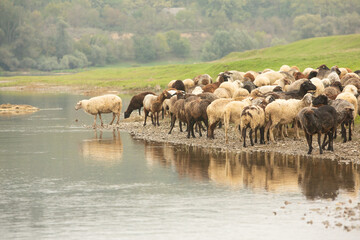 Obraz premium Beautiful rural landscape with green meadows and domestic animals in the Republic of Moldova. Country life with summer nature.