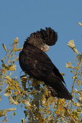 Red-tailed Black Cockatoo Calyptorhynchus banksii