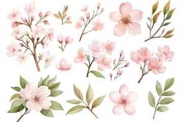 Beautiful collection of pink cherry blossom flowers and branches on white background.