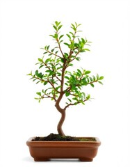 a little bonsai plant on white background