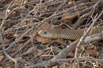 King brown snake, Pseudechis australis, close up