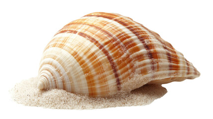 Obraz premium sea ​​shell on a transparent background