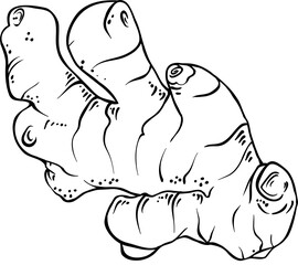 Ginger Root Outline Illustration. Organic natural nutritional healthy food ingredient, vegetarian diet product.