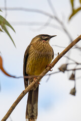 Red wattlebird (Anthochaera carunculata)