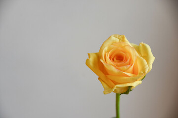 黄色い薔薇