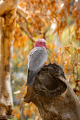 Galah in the woods Eolophus roseicapilla
