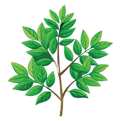 Green leafy branch with multiple leaves on a white background