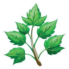 Vibrant green compound leaf with detailed veins on a white background