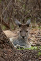 Western grey kangaroo, Macropus fuliginosus 