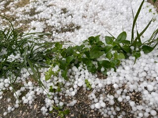 Large hail against green grass. Weather anomaly, selective focus