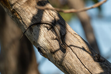 Buchanan's snake-eyed skink Cryptoblepharus buchananii in Kings Park, Perth