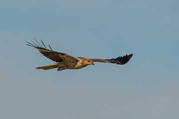 Whistling Kite in flight Haliastur sphenurus 