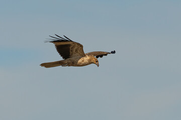 Whistling Kite in flight Haliastur sphenurus 