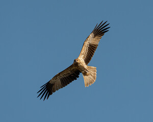 Whistling Kite in flight Haliastur sphenurus 