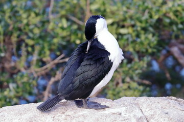 black-faced shag