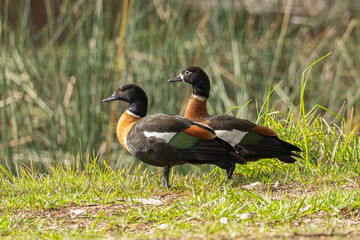 Australian shelduck pair Tadorna tadornoides