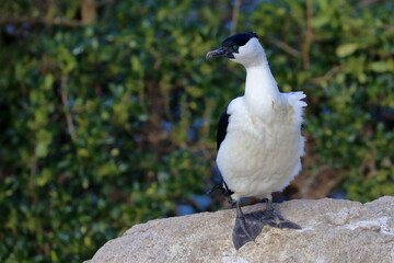 black-faced shag