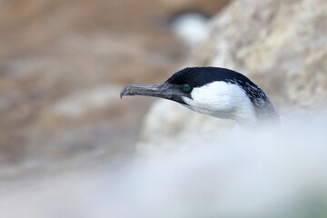 black-faced shag