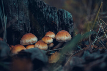 mushrooms in the woods
