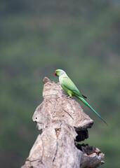 Rose-ringed parakeet perched on a dead tree - Green parrot