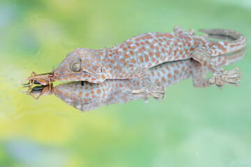 A tokay gecko is ready to prey on a cricket. This reptile has the scientific name Gekko gecko.