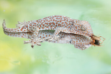 A tokay gecko is ready to prey on a cricket. This reptile has the scientific name Gekko gecko.