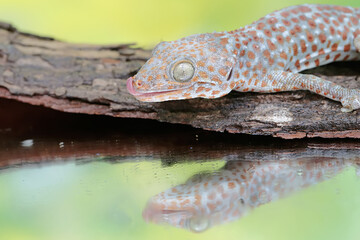 A tokay gecko shows its attack stance to chase away an intruder that has entered its territory. This reptile has the scientific name Gekko gecko.