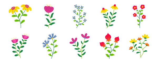Flower Illustration Set