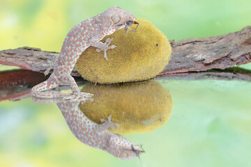 A tokay gecko is ready to prey on a cricket. This reptile has the scientific name Gekko gecko.