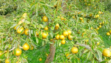 Ripe green apples hanging from trees, perfect for harvesting. Organic farming, apple orchard, fresh produce, agriculture, natural fruit, and healthy eating in an agricultural farm setting.