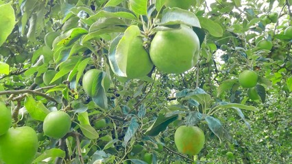Ripe green apples hanging from trees, perfect for harvesting. Organic farming, apple orchard, fresh produce, agriculture, natural fruit, and healthy eating in an agricultural farm setting.