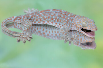 A tokay gecko shows its attack stance to chase away an intruder that has entered its territory. This reptile has the scientific name Gekko gecko.