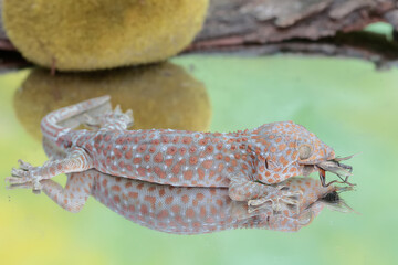 A tokay gecko is ready to prey on a cricket. This reptile has the scientific name Gekko gecko.