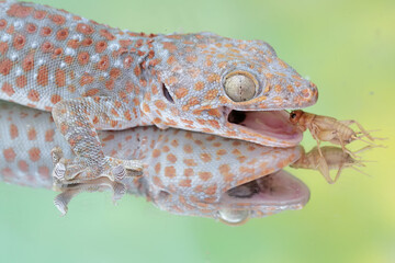 A tokay gecko is ready to prey on a cricket. This reptile has the scientific name Gekko gecko.