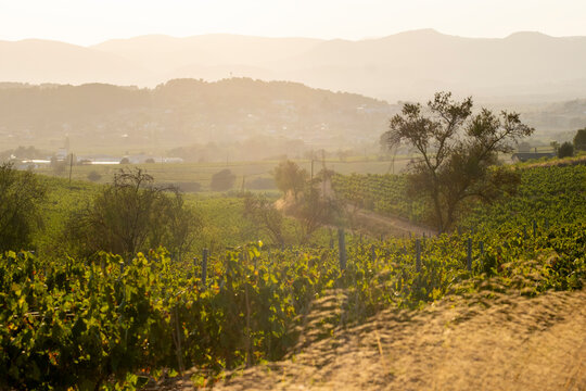 Rolling vineyards stretch across the landscape under a golden sunrise, representing endless possibilities and the peaceful beauty of nature's abundant harvest in Penedes Barcelona