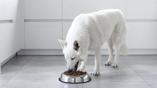 White Swiss Shepherd dog eating dry food from a metal bowl in a modern white kitchen. Food delivery for happy domestic animals, little best friends. Pet shop. Animal feed. Correct nutrition in dogs