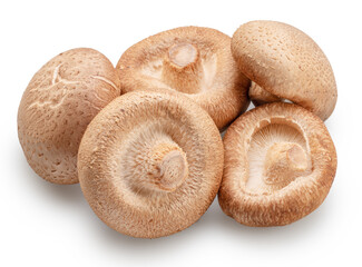 Shiitake - edible asian mushrooms isolated on white background. File contains clipping path.