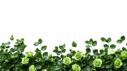 rose on a transparent background