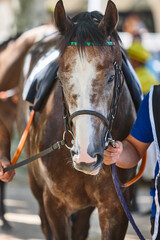 Obraz premium Race horse head detail. Purebred in the hippodrome. Turf