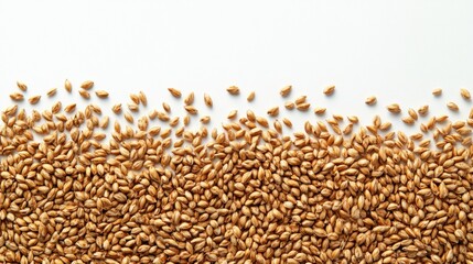 Wheat grains isolated on white background