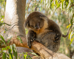 Koala Phascolarctos cinereus at Yanchep National Park