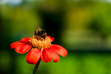 Bumblebee collecting pollen on a vibrant red flower.