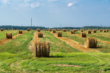 Bales of straw in a field after harvest
